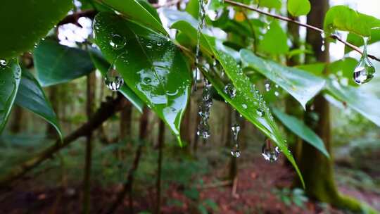 雨后森林树叶上的晶莹水滴