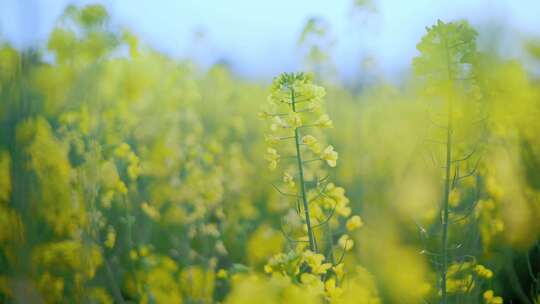 油菜花唯美意境春暖花开