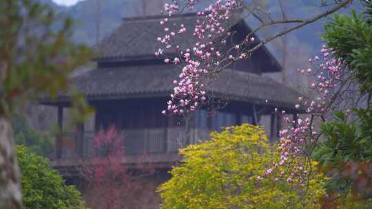 杭州植物园春天天目玉兰