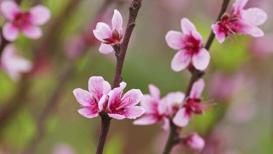 粉红桃花