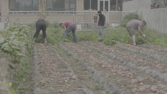 土豆种植收获土豆LOG视频素材视频素材模板下载