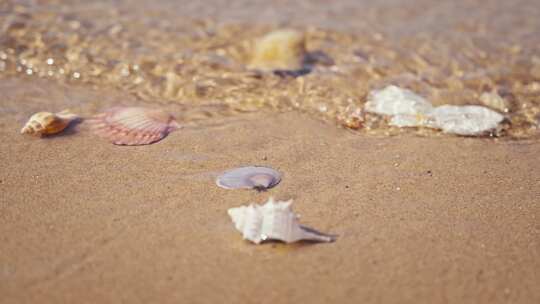 海边沙滩贝壳唯美视频素材模板下载