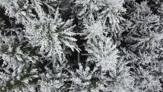 冬天雪白的森林