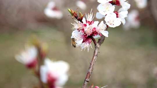 桃花 蜜蜂 4K超清视频