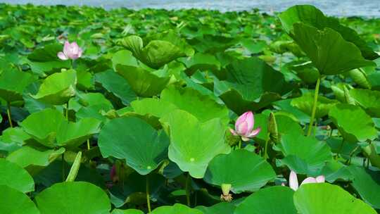 南京玄武湖公园夏日荷花荷叶湖水的风光