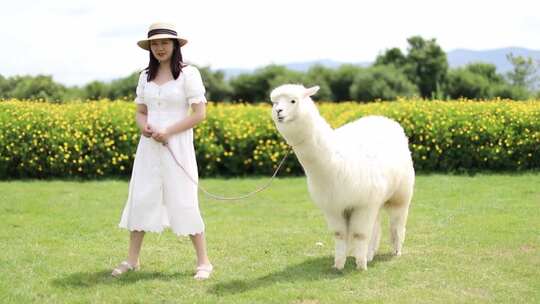 女人和羊驼 大理 旅行