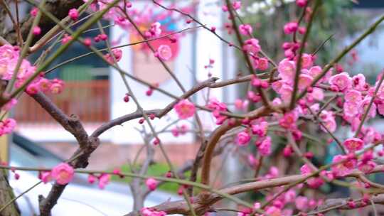 植物园公园梅花花朵开花春天风景视频素材