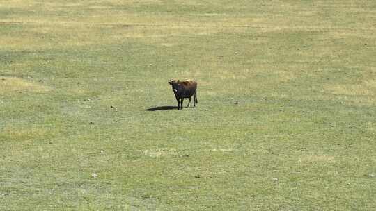 草原上的牦牛
