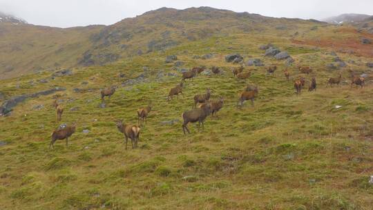 成群的羚羊在山上奔跑