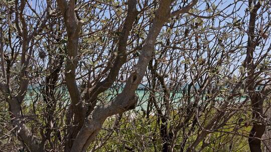 澳大利亚墨尔本海边木栈道大树