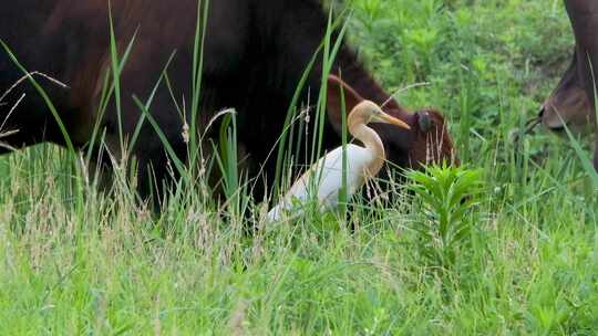 和谐共生：白鹭与牛的草地交响曲