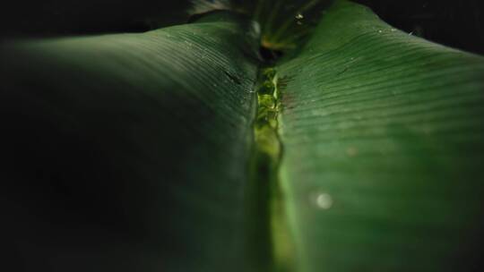 蕨类植物荷叶效应