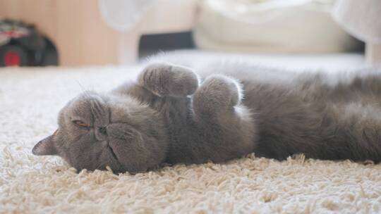 睡在猫床上的灰猫