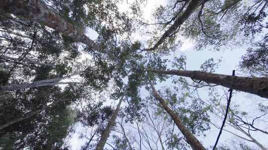 W云南普洱高大的乔树林仰拍特写视频素材模板下载