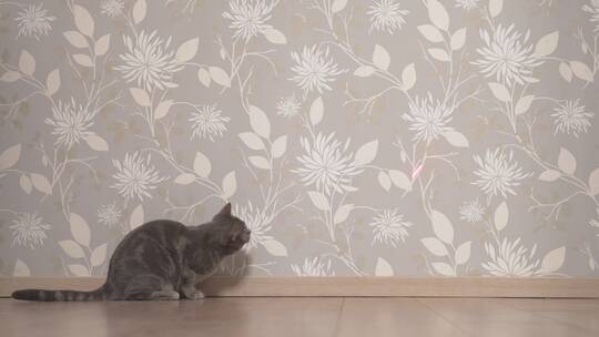 猫追逐并试图抓住墙上的激光指针