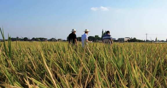 农业专家田间收集资料实验三人在稻田中行走