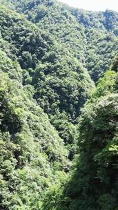 竖版航拍湖北十堰神农大峡谷景区