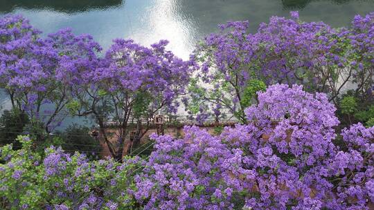 【精品】昆明蓝花楹江边滨江美景