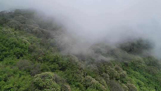 开满鲜花的山坡上云雾缭绕视频素材模板下载