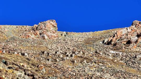 野生动物岩羊4K60祯