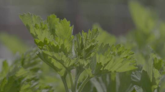 端午节艾蒿中草药艾草LOG素材