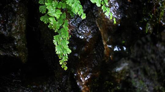 原始森林蕨类植物下雨水滴绿色生态