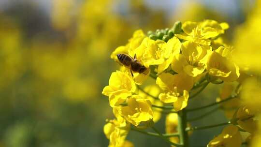 蜜蜂采食油菜花慢动作视频素材模板下载