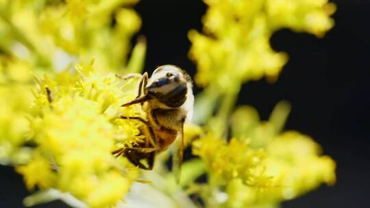 蜜蜂收集花粉