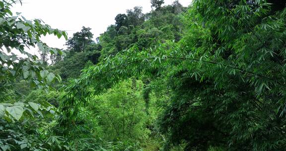 航拍 云南班章古镇 森林穿越 壮观山景