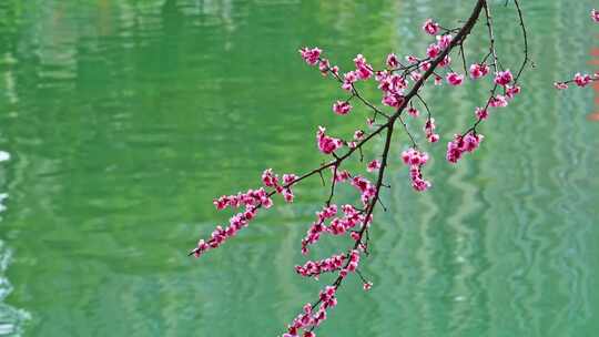 四川成都望江楼春天樱花园林风景高视角航拍