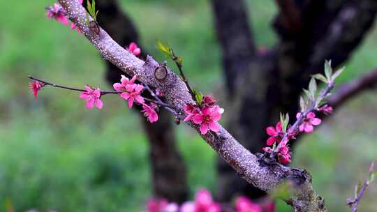 桃花林、连平鹰嘴桃、鹰嘴桃花