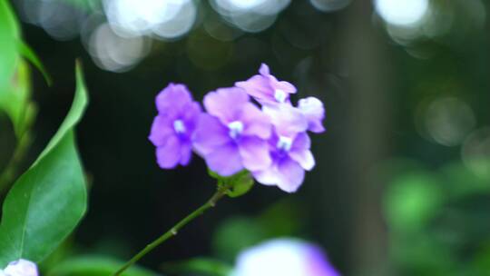广州天河华南植物园紫色小花视频素材模板下载
