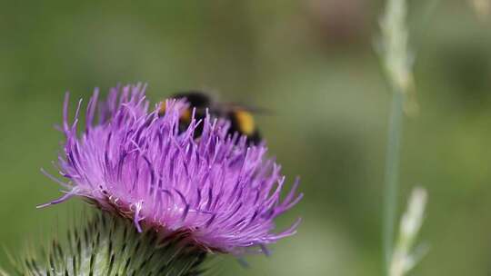 蜜蜂在花朵上采蜜视频素材模板下载