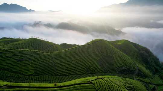 4K山峰云海茶山茶园茶宣传片航拍视频