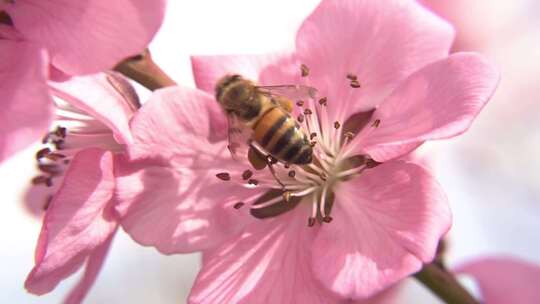 春天桃花盛开蜜蜂采蜜（4）
