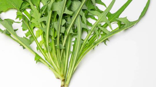草本植物蒲公英叶子野菜可食用药用4k