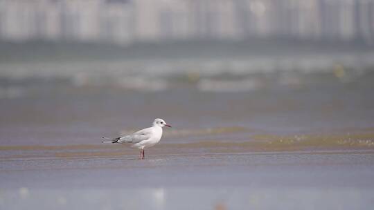 海鸟 海鸥视频素材模板下载