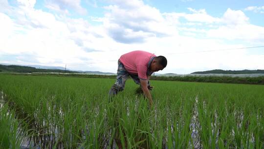 农村农民田里插秧除草视频素材