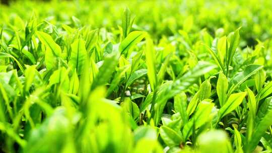 （4k合集）湖北十大名茶玉露茶种植经济绿茶