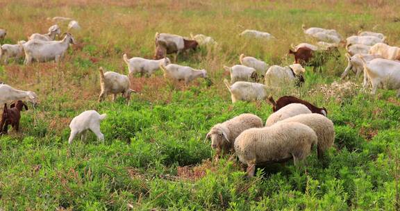 实拍4k羊群吃草