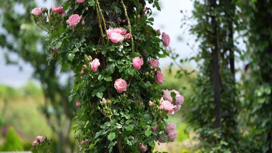 【精品】月季花玫瑰花花园公园植物园视频素材模板下载