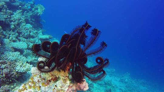 实拍海底水生生物