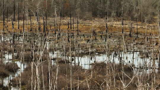 阿肯色州布莱克威尔点移除野生动物区湿地中