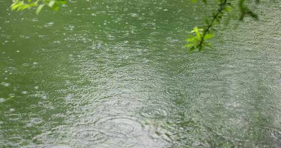 （慢镜）下雨天雨水落在湖面上绿叶摇曳