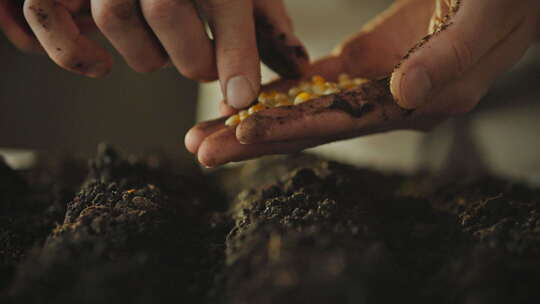 农民将玉米粒播种到地面土壤中的双手特写。