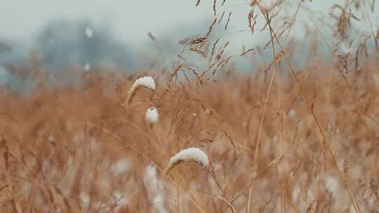 农村大田作物下雪