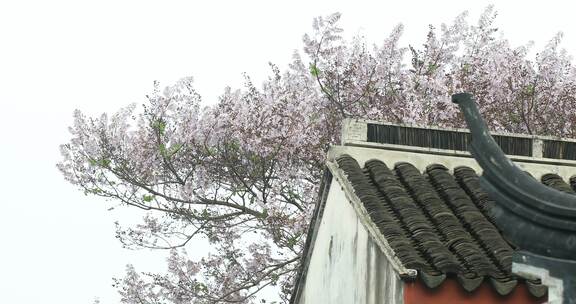 春天江南鲜花盛开中式建筑局部特写