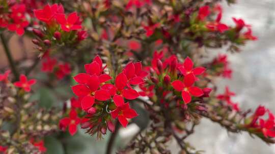 盆景中的火炬花、火把莲、红火棒