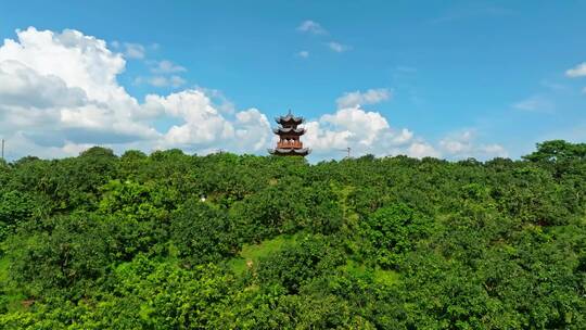 广西荔枝果园大景航拍