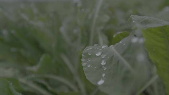 板蓝根种植一株板蓝根的特写镜头LOG